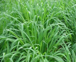 Hạt giống cỏ Mulato 2 - Gói 100Gr