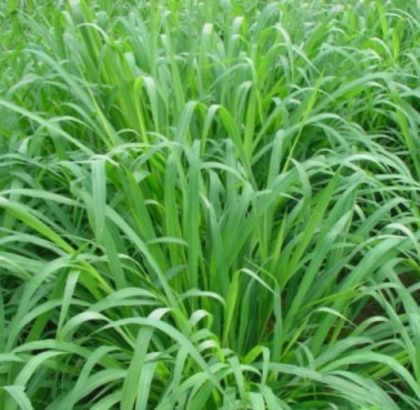 Hạt giống cỏ Mulato 2 - Gói 100Gr