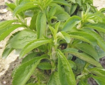 Hạt giống Cỏ ngọt Gavrish
