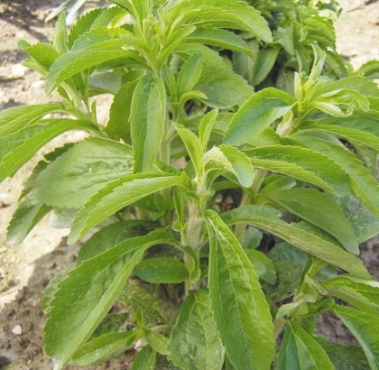Hạt giống Cỏ ngọt Gavrish