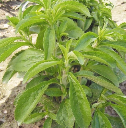 Hạt giống Cỏ ngọt Gavrish