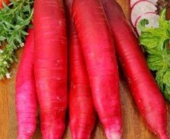 Hạt giống Củ cải dài đỏ