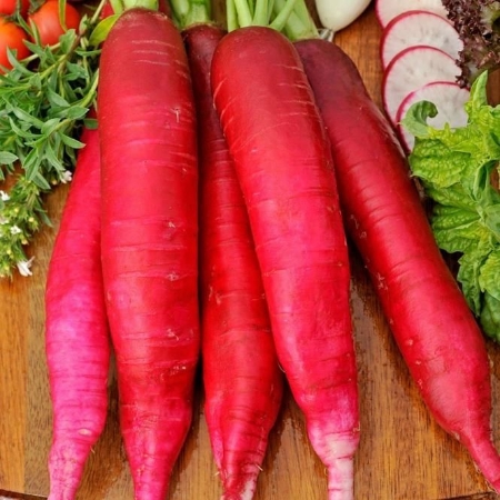 Hạt giống Củ cải dài đỏ