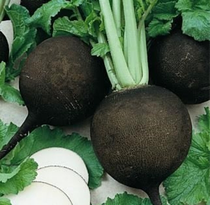 Hạt giống Củ cải tròn đen