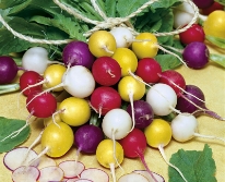 Hạt giống Củ cải tròn mix