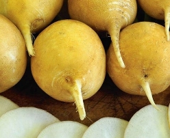 Hạt giống Củ cải tròn vàng