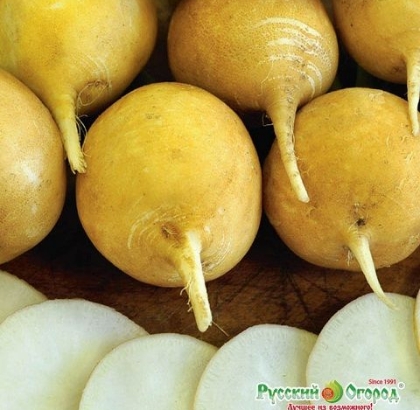 Hạt giống Củ cải tròn vàng