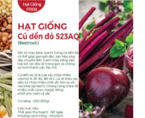Hạt giống Củ dền đỏ 523AQ