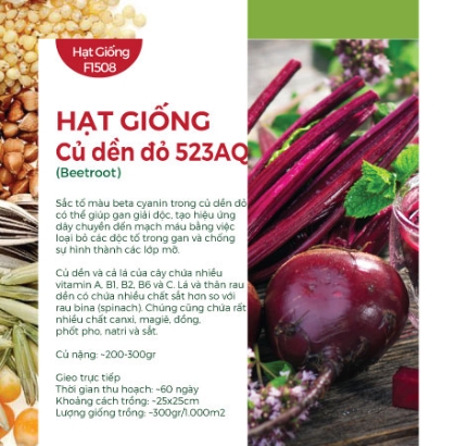 Hạt giống Củ dền đỏ 523AQ