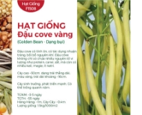 Hạt giống Đậu cove vàng dạng bụi