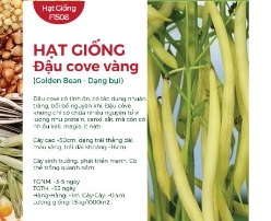 Hạt giống Đậu cove vàng dạng bụi