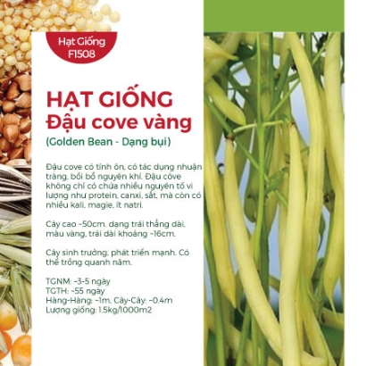 Hạt giống Đậu cove vàng dạng bụi