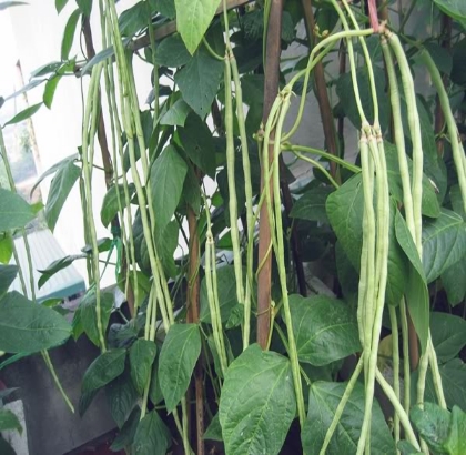 Hạt giống Đậu đũa hạt đen