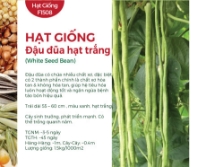 Hạt giống Đậu đũa hạt trắng