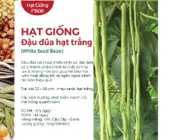 Hạt giống Đậu đũa hạt trắng