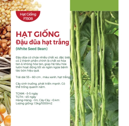 Hạt giống Đậu đũa hạt trắng