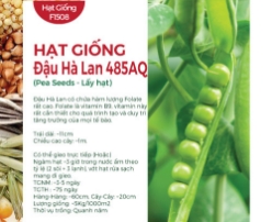 Hạt giống Đậu Hà Lan 485AQ