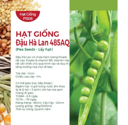 Hạt giống Đậu Hà Lan 485AQ