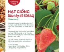 Hạt giống Dâu tây đỏ 508AQ