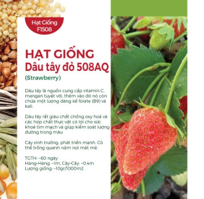 Hạt giống Dâu tây đỏ 508AQ
