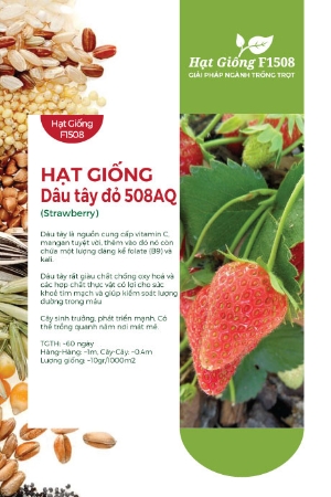 Hạt giống Dâu tây đỏ 508AQ
