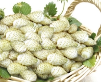 Hạt giống Dâu tây trắng