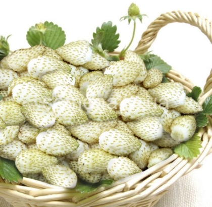 Hạt giống Dâu tây trắng