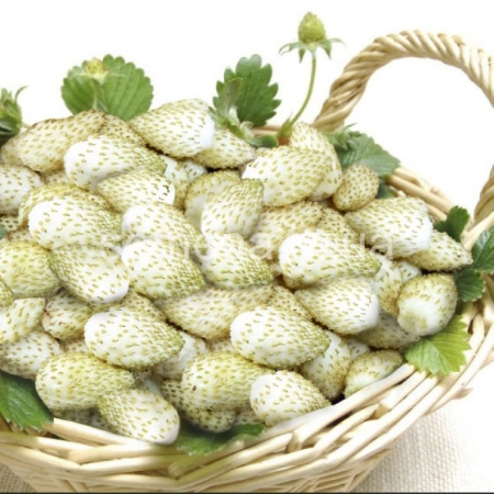 Hạt giống Dâu tây trắng