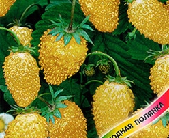 Hạt giống Dâu tây vàng đậm