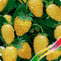 Hạt giống Dâu tây vàng đậm
