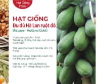 Hạt giống Đu đủ Hà Lan ruột đỏ