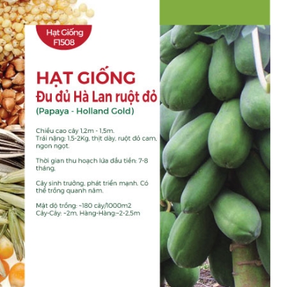 Hạt giống Đu đủ Hà Lan ruột đỏ