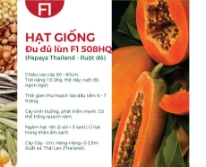 Hạt giống Đu đủ lùn F1 508HQ