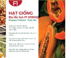 Hạt giống Đu đủ lùn F1 508HQ