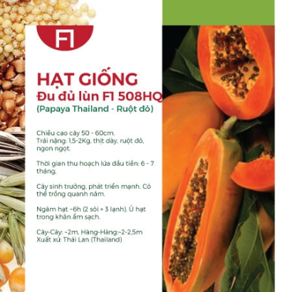 Hạt giống Đu đủ lùn F1 508HQ