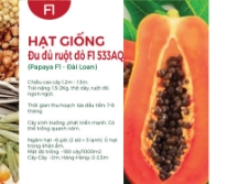 Hạt giống Đu đủ ruột đỏ Đài Loan F1 533AQ