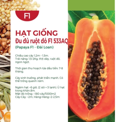 Hạt giống Đu đủ ruột đỏ Đài Loan F1 533AQ