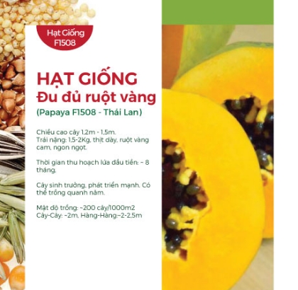 Hạt giống Đu đủ ruột vàng F1 Casa