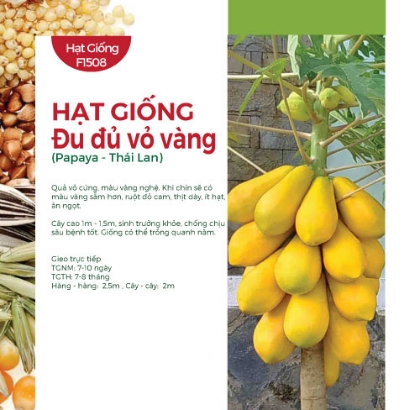Hạt giống Đu đủ vỏ vàng - Gói 30 hạt