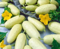 Hạt giống Dưa chuột trắng