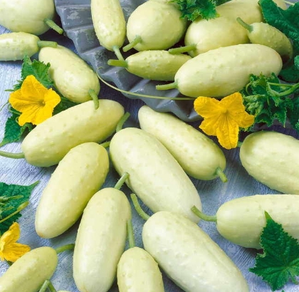 Hạt giống Dưa chuột trắng
