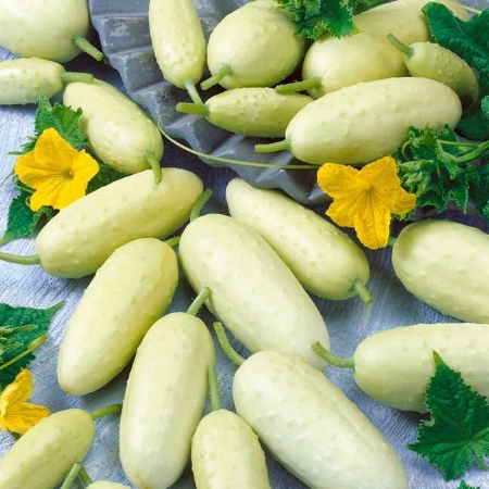 Hạt giống Dưa chuột trắng