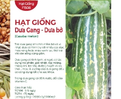 Hạt giống Dưa Gang