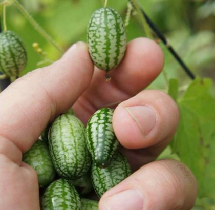 Hạt giống Dưa hấu mini
