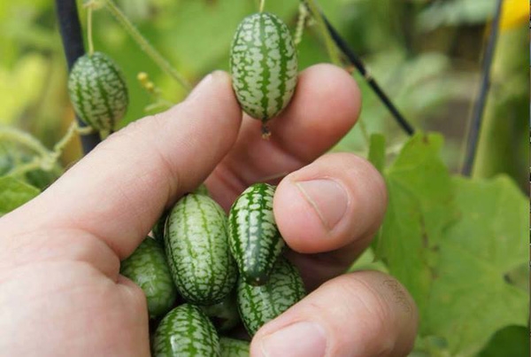 Hạt giống Dưa hấu mini