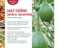 Hạt giống Dưa hấu nụ - Dưa canh 541AQ