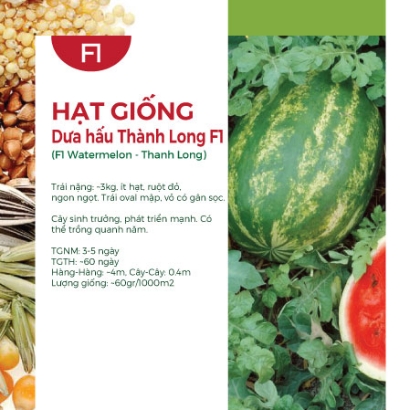 Hạt giống Dưa hấu Thành Long F1