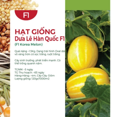 Hạt giống Dưa lê Hàn Quốc F1