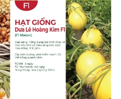 Hạt giống Dưa lê Hoàng Kim F1