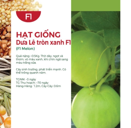 Hạt giống Dưa lê tròn xanh F1